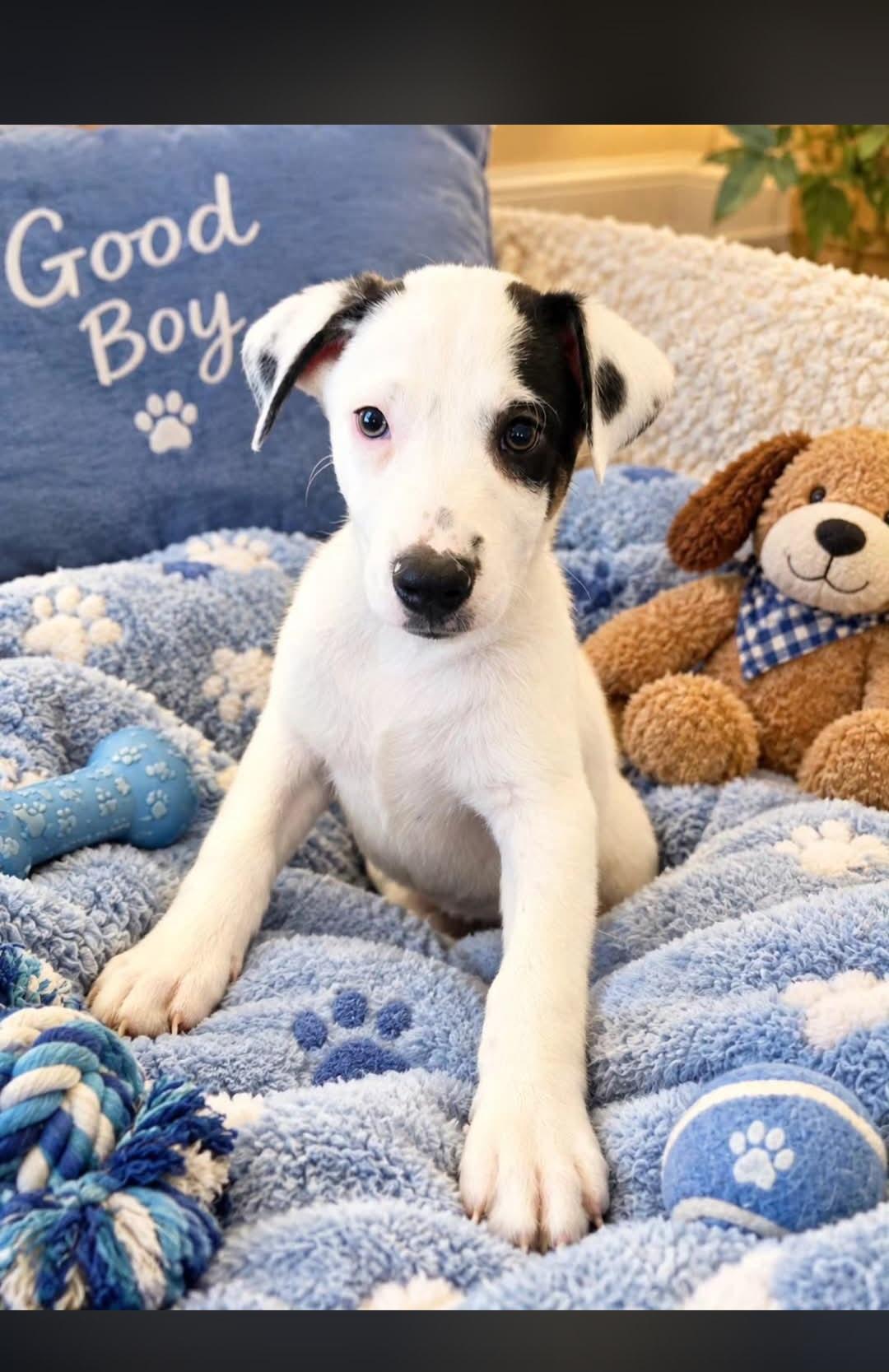 Jake, Adoptable, Young Male Australian Cattle Dog / Blue Heeler.