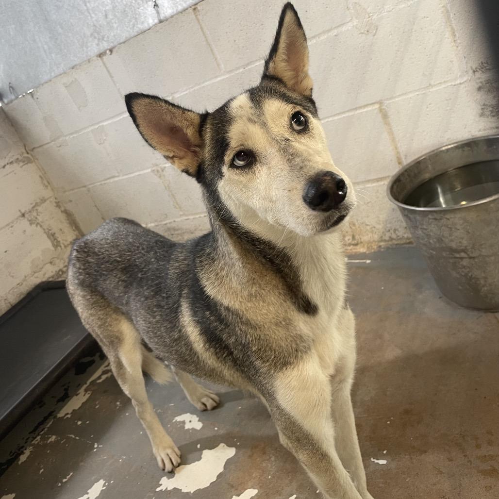 Willow, Adoptable, Adult Female Husky.