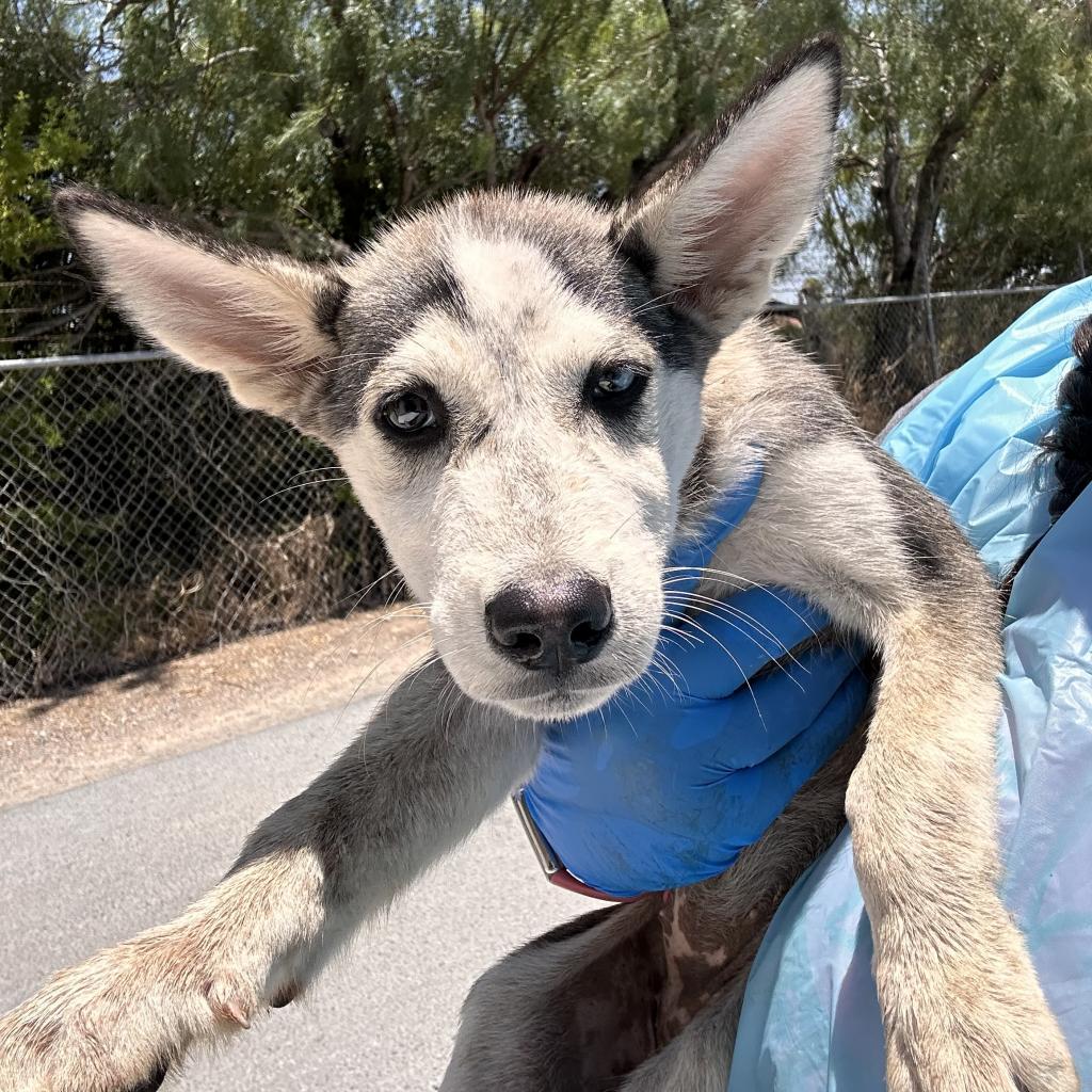 Willow, a Adoptable Husky in Edinburg, TX image 2/4