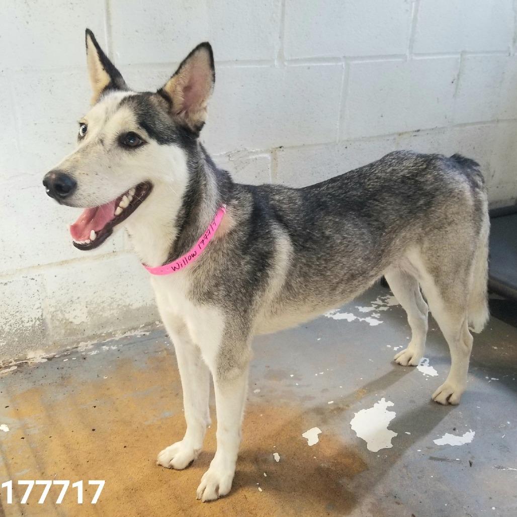 Willow, a Adoptable Husky in Edinburg, TX image 3/4