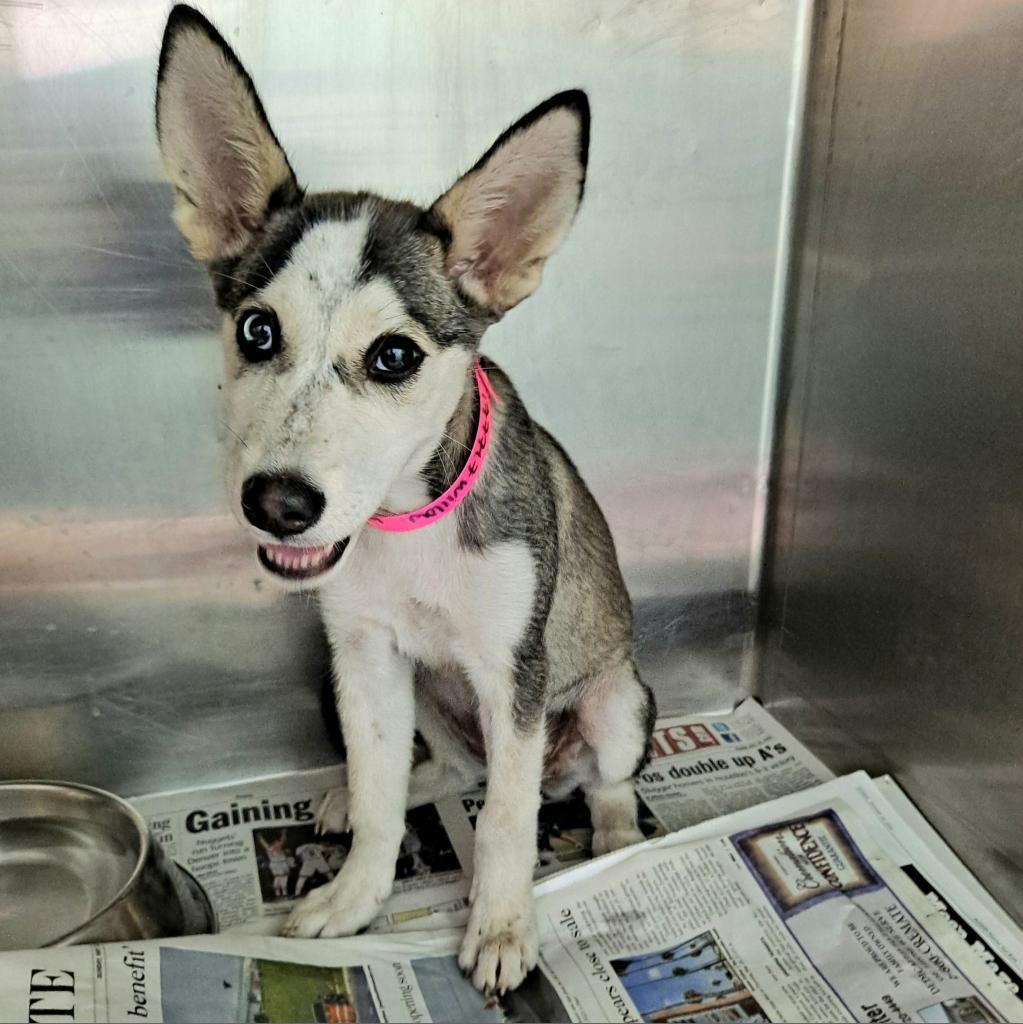 Willow, a Adoptable Husky in Edinburg, TX image 4/4