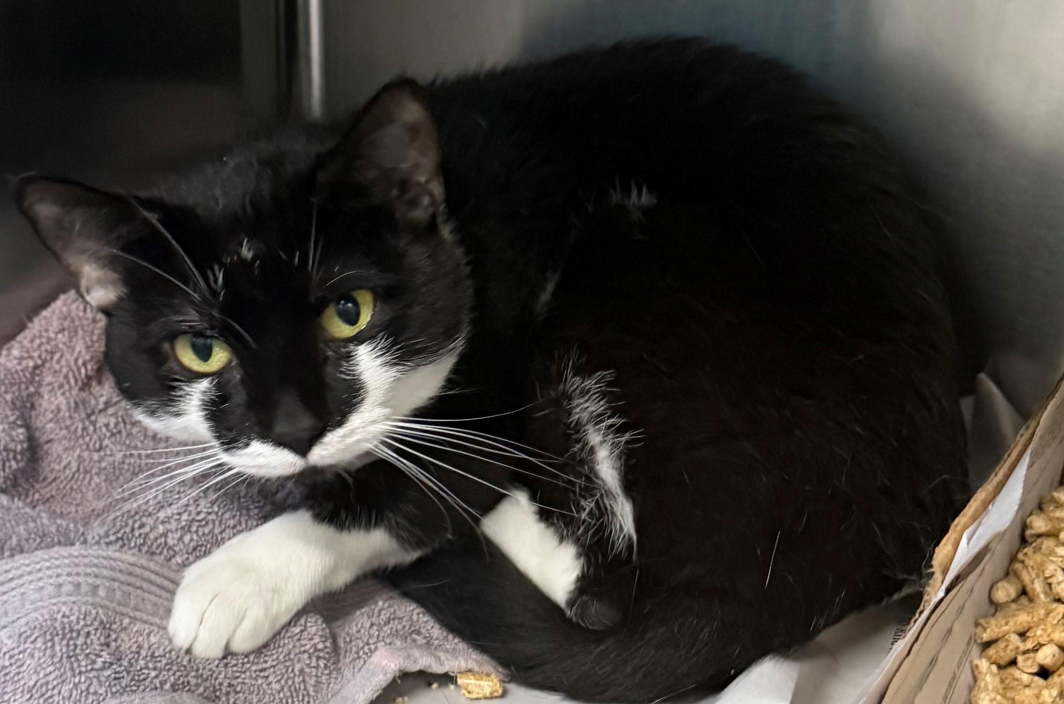 Tommy, ADOPTABLE, Adult Male Domestic Short Hair.