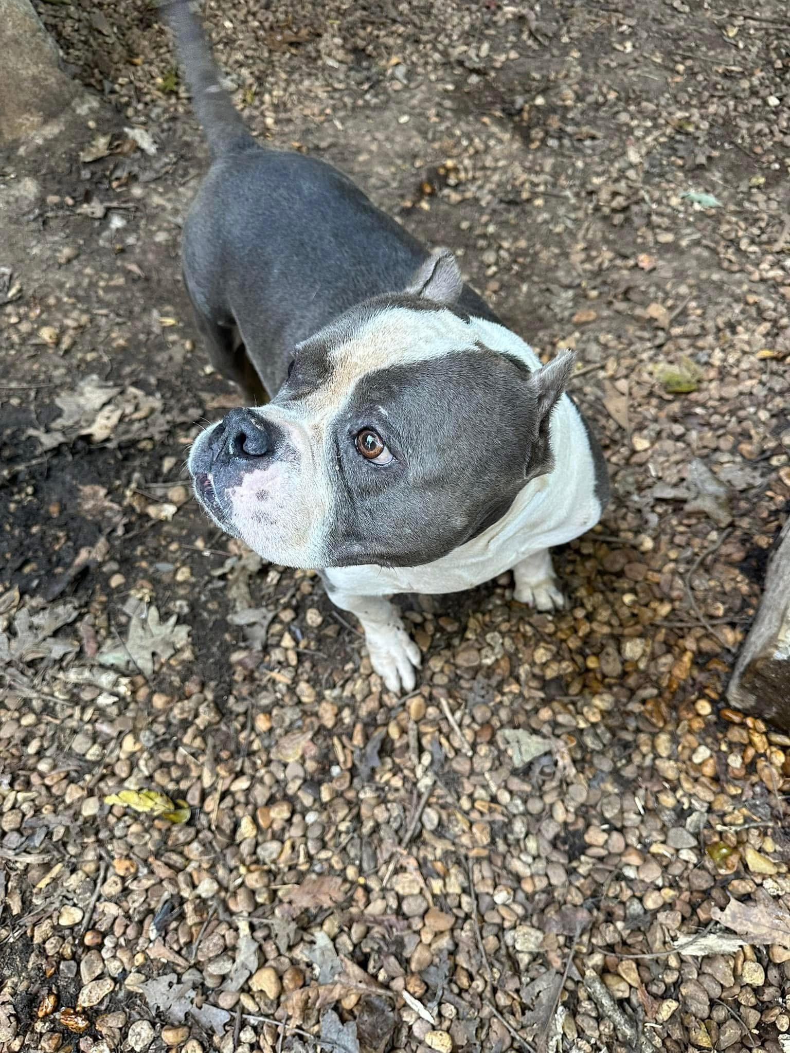 Enlarge Greta, a Adoptable American Bully in Powell, TN image 5/5