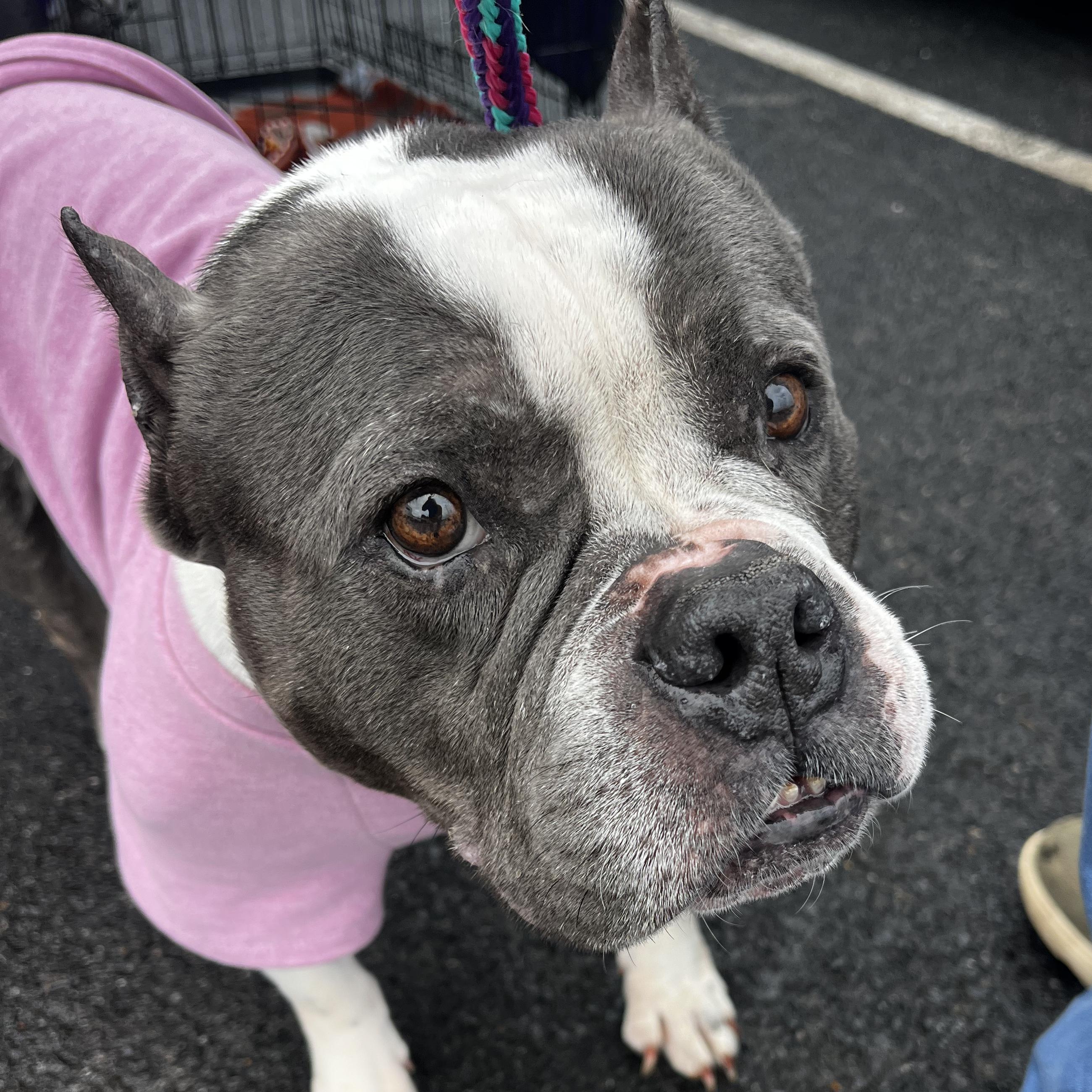Enlarge Greta, a Adoptable American Bully in Powell, TN image 1/5