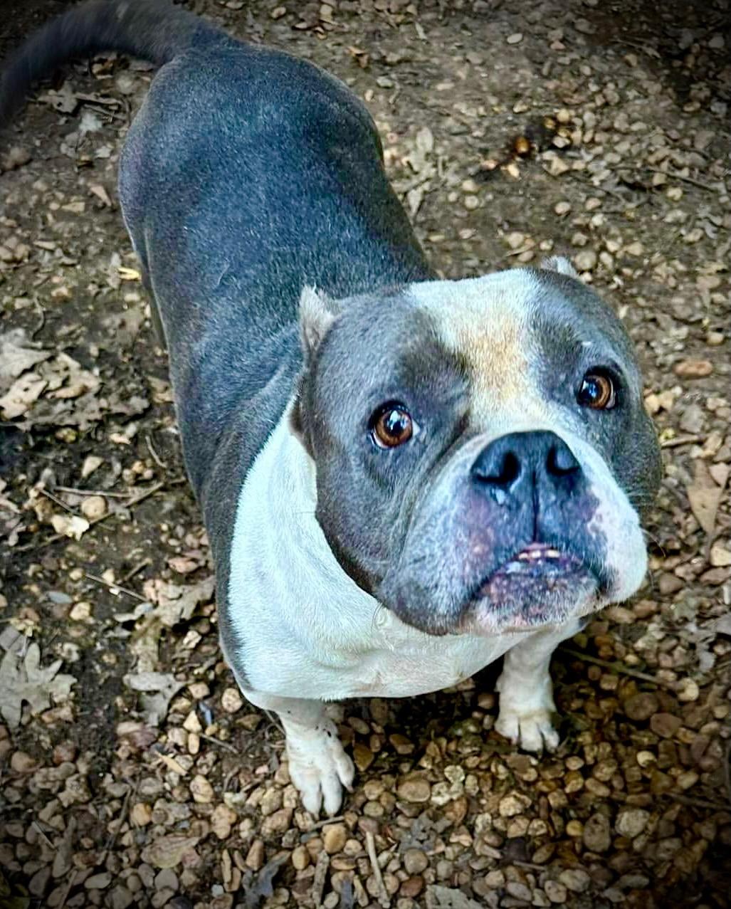 Enlarge Greta, a Adoptable American Bully in Powell, TN image 2/5