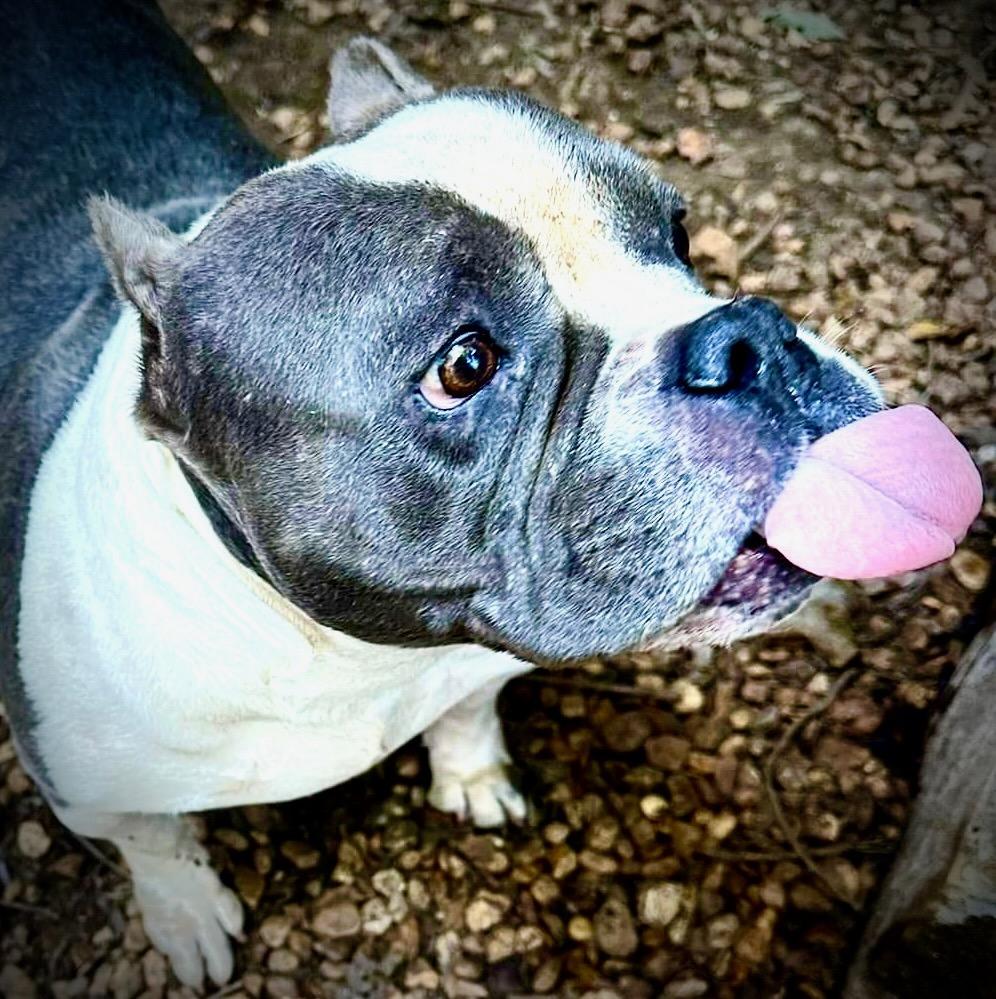 Enlarge Greta, a Adoptable American Bully in Powell, TN image 3/5