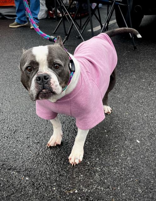 Enlarge Greta, a Adoptable American Bully in Powell, TN image 4/5