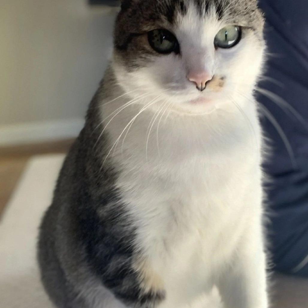 Enlarge Charlie (H2H), a Adoptable American Shorthair in Richland, MI image 1/3