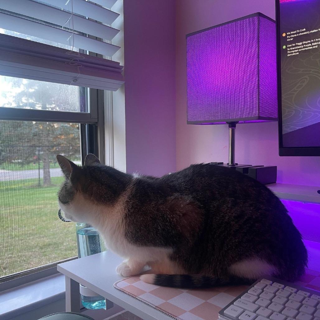 Enlarge Charlie (H2H), a Adoptable American Shorthair in Richland, MI image 2/3