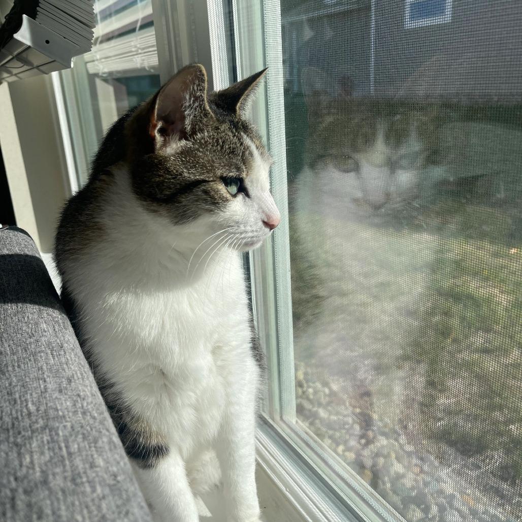 Enlarge Charlie (H2H), a Adoptable American Shorthair in Richland, MI image 3/3