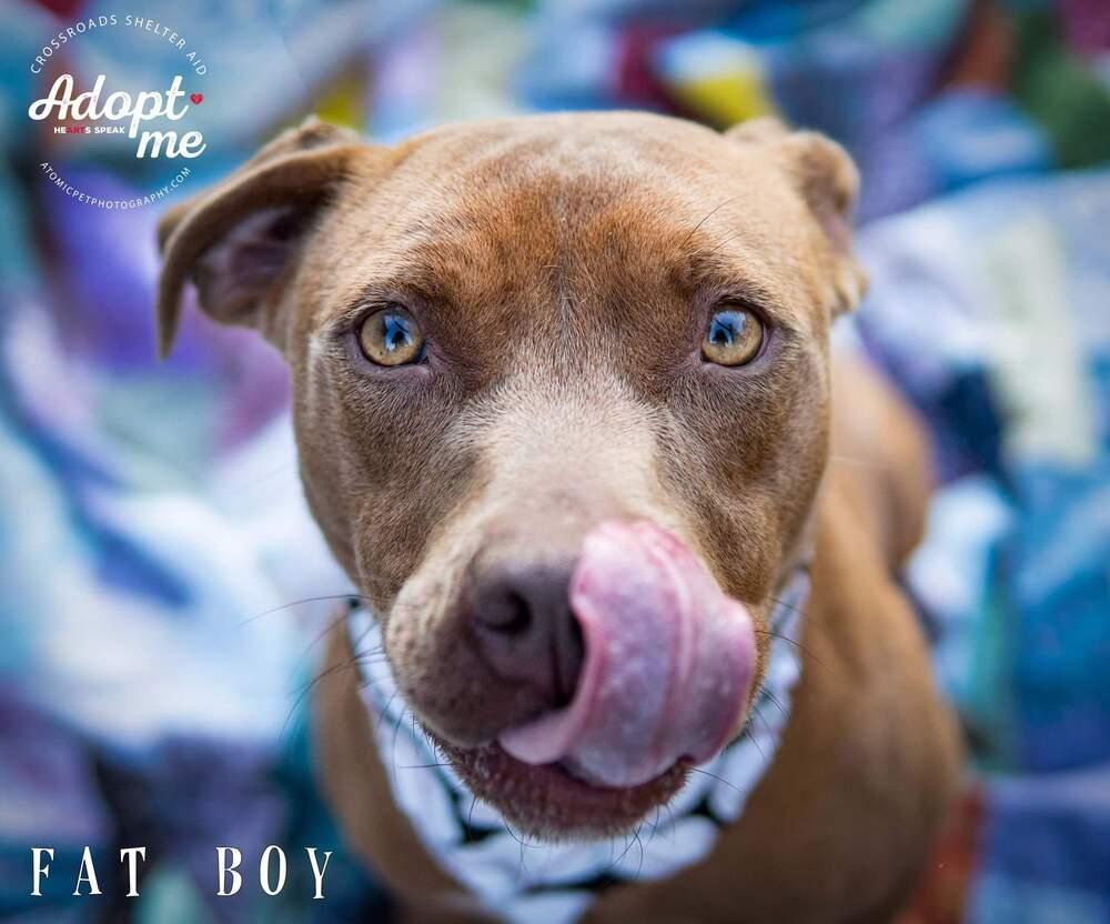 Fat Boy, Adopted, Young Male American Staffordshire Terrier & Labrador Retriever.