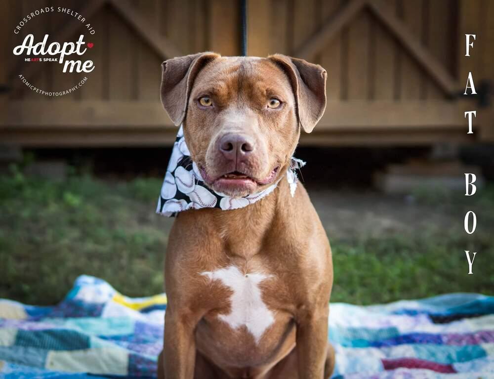Enlarge Fat Boy, a Adopted mixed breed in Rock Island, TN image 2/4