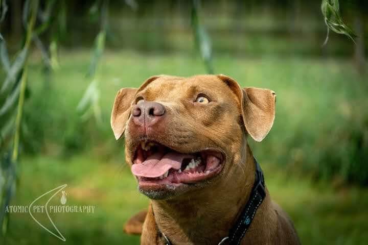 Enlarge Fat Boy, a Adopted mixed breed in Rock Island, TN image 4/4