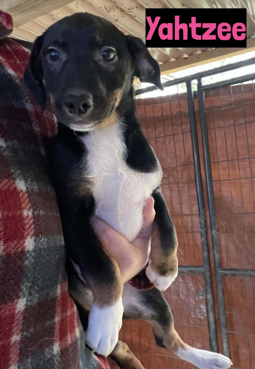 Yahtzee, ADOPTABLE, Puppy Female Jack Russell Terrier.