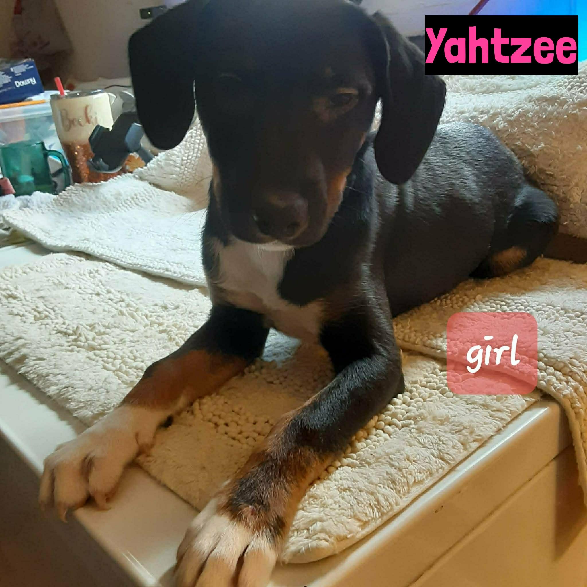 Enlarge Yahtzee, a ADOPTABLE mixed breed in Grand Rapids, MI image 2/2
