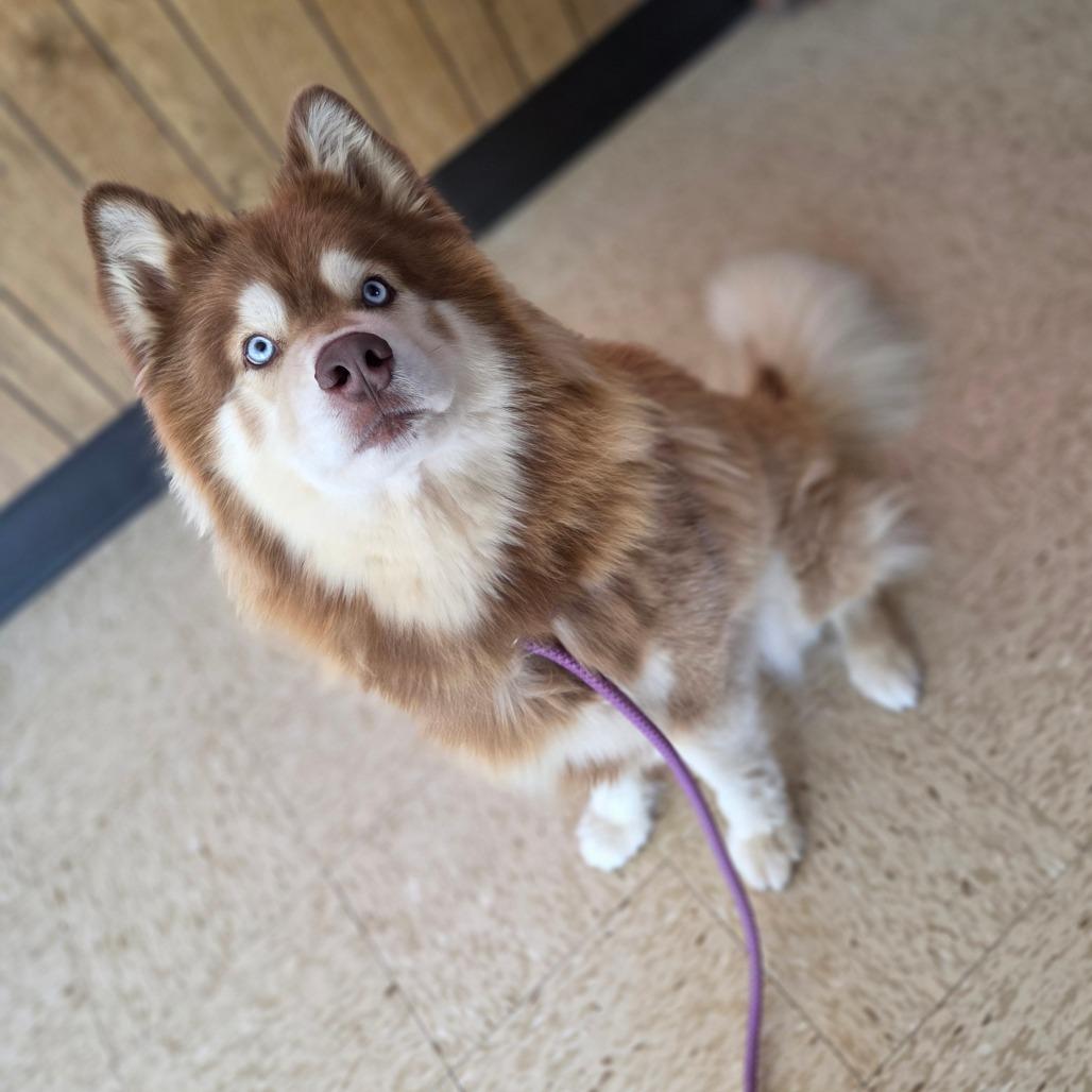 Groot, Adoptable, Adult Male Siberian Husky.