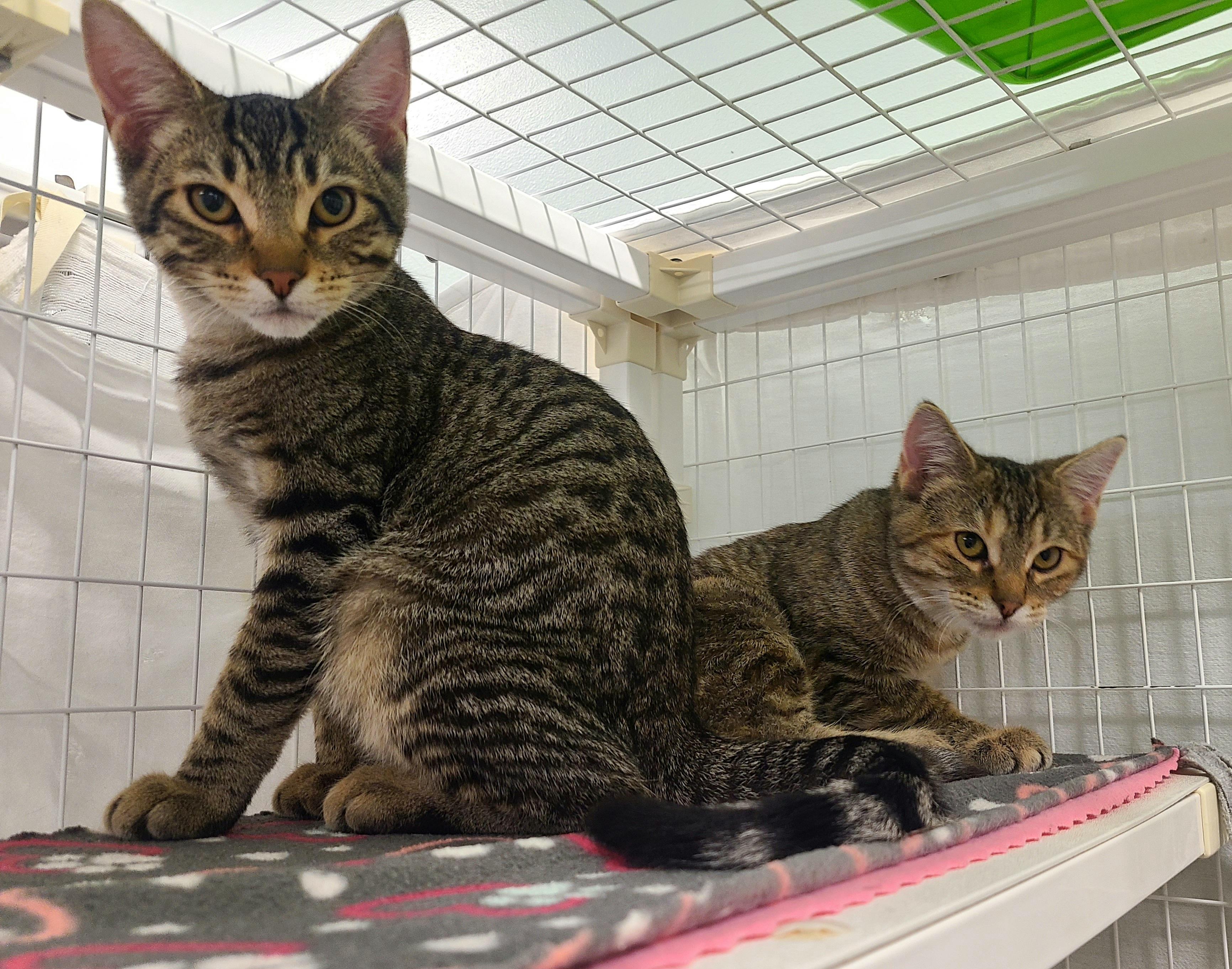 Coral & Pebbles, adoptable, Kitten Female Domestic Short Hair.