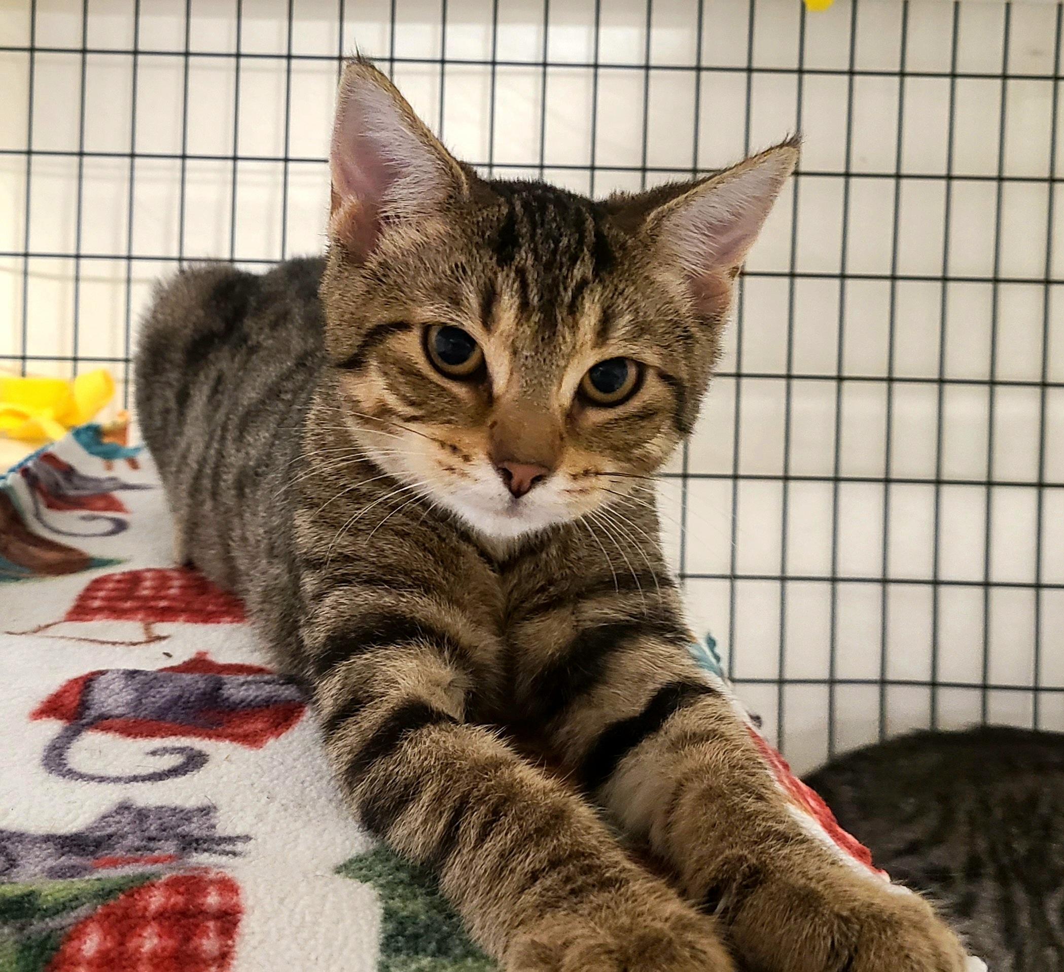 Enlarge Coral & Pebbles, an adoptable Domestic Short Hair in Kirkland, WA image 2/2