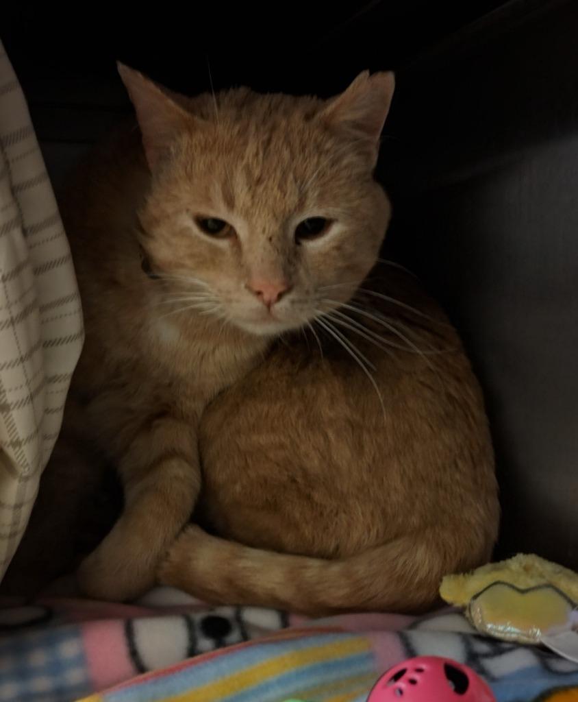 Worm - Working Cat, Adoptable, Young Male Domestic Short Hair.