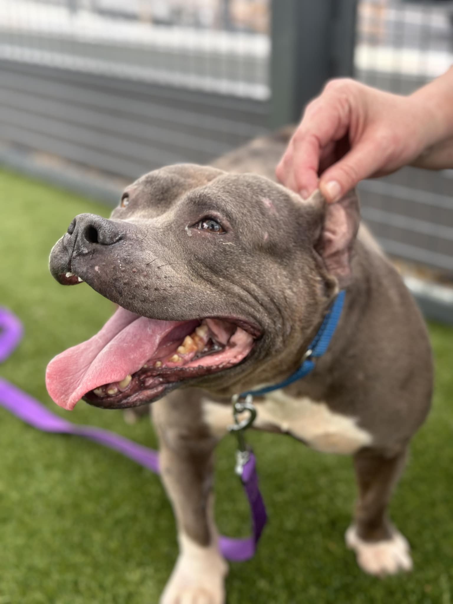 Enlarge Chickpea, a Adoptable American Bully in Yonkers, NY image 2/4