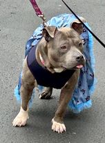 Enlarge Chickpea, a Adoptable American Bully in Yonkers, NY image 1/4
