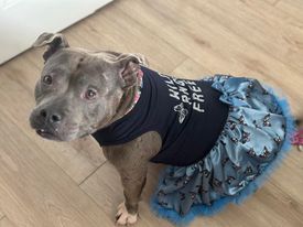 Enlarge Chickpea, a Adoptable American Bully in Yonkers, NY image 3/4