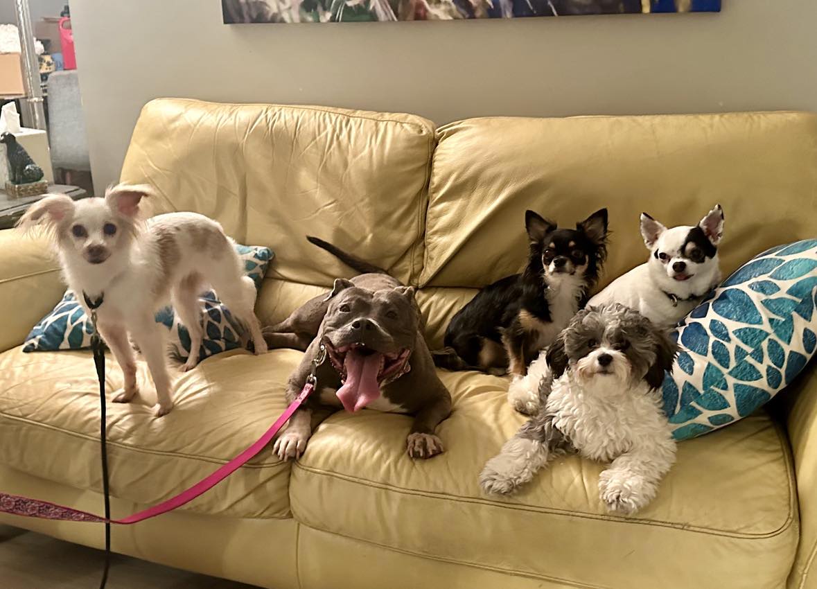 Chickpea thumbnail 4