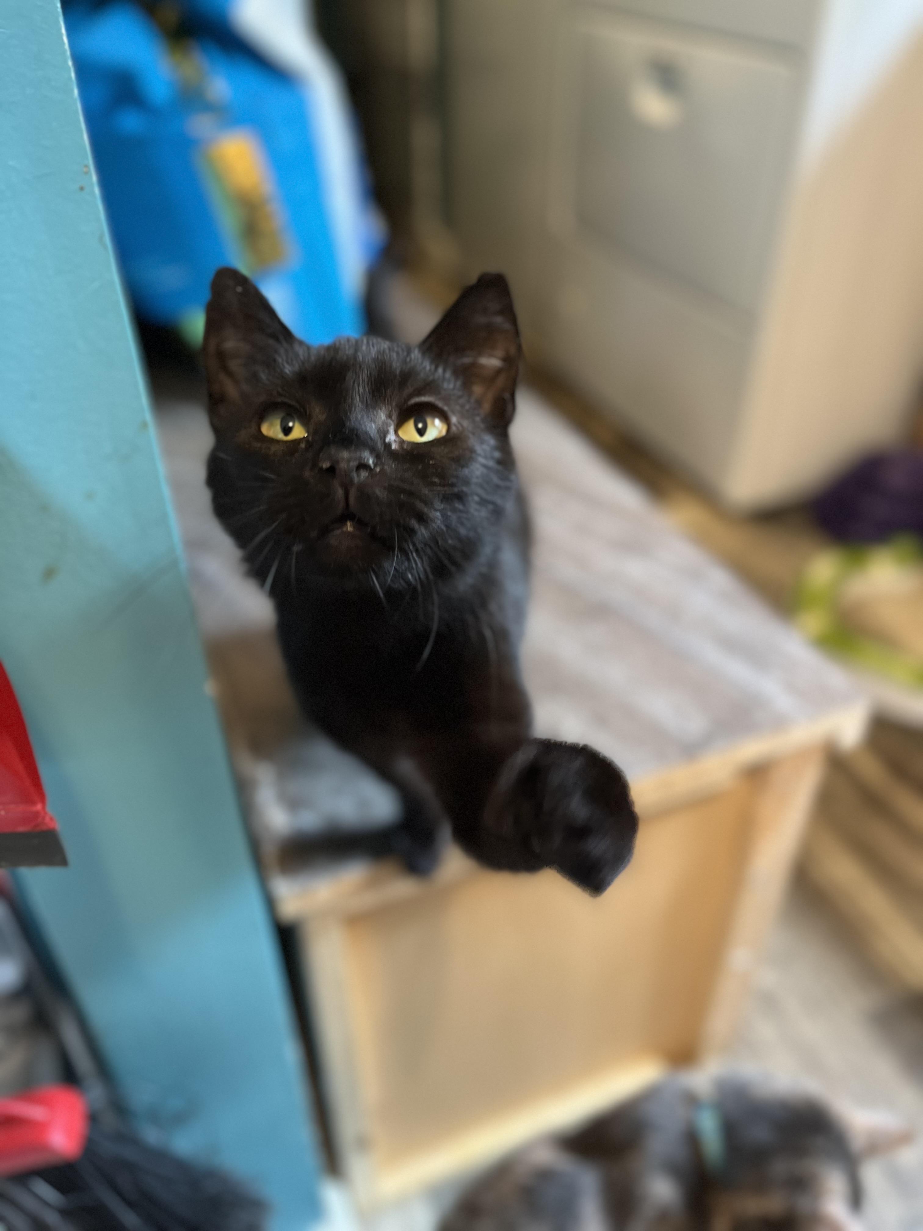 Dandelion, Young Female Domestic Short Hair