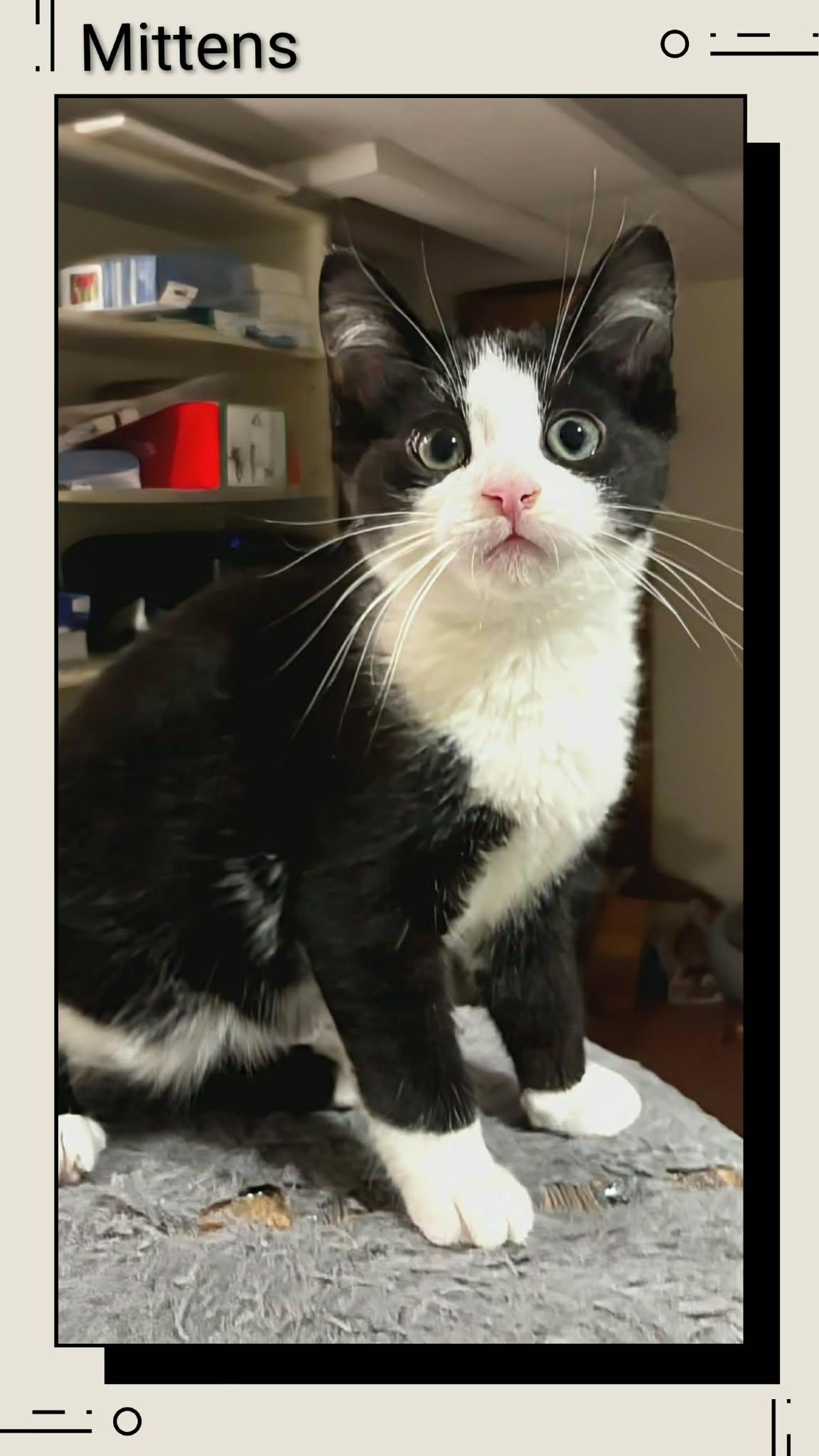 Mittens, Adoptable, Young Male Domestic Short Hair.