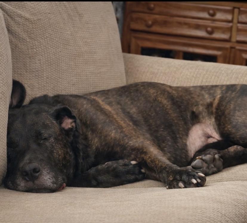 Enlarge Kiara, a ADOPTABLE mixed breed in Philadelphia, PA image 4/4