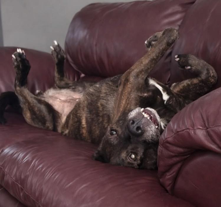 Enlarge Kiara, a ADOPTABLE mixed breed in Philadelphia, PA image 3/4