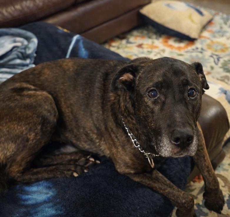 Enlarge Kiara, a ADOPTABLE mixed breed in Philadelphia, PA image 2/4