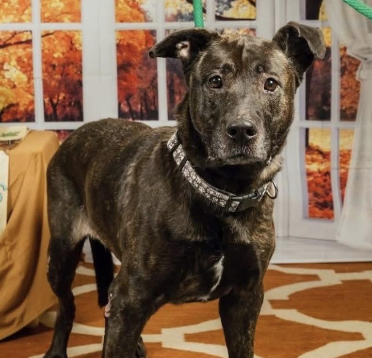Kiara, ADOPTABLE, Senior Female Dutch Shepherd.