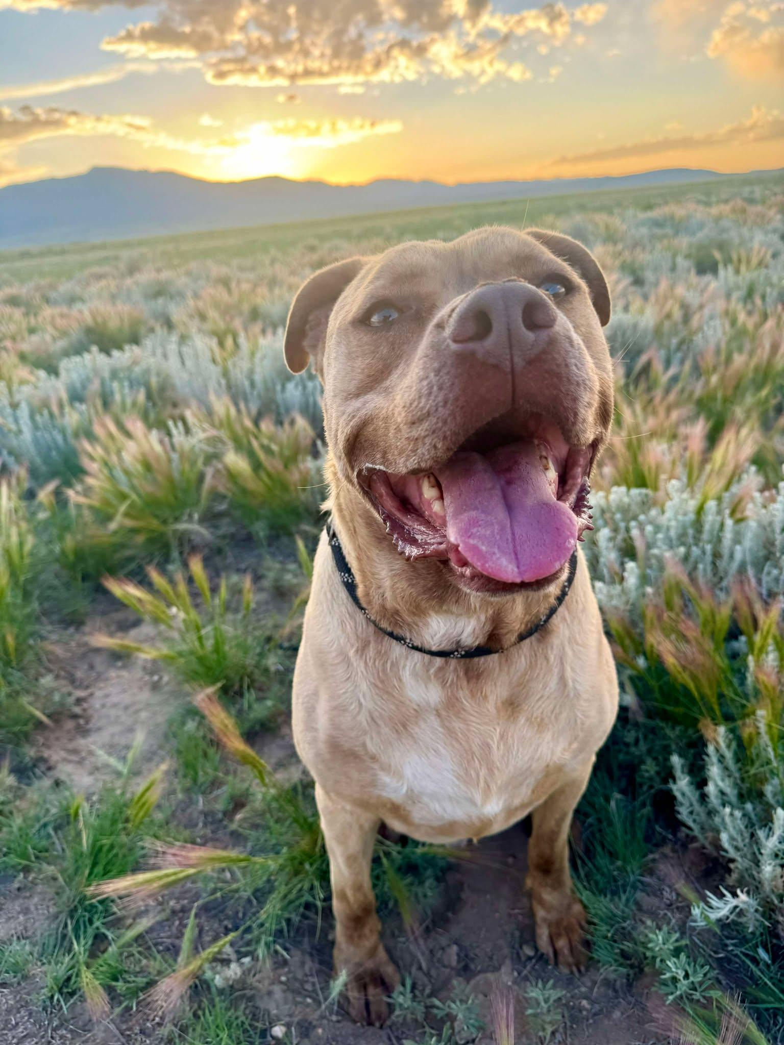 Oliver, Adoptable, Adult Male Pit Bull Terrier & Labrador Retriever.