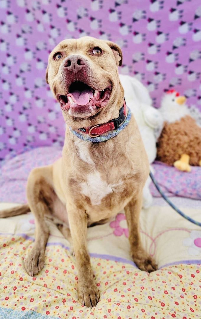 Enlarge Oliver, a Adoptable mixed breed in RYE, CO image 3/6