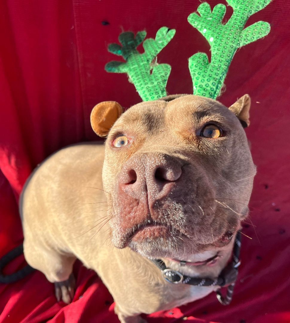 Enlarge Oliver, a Adoptable mixed breed in RYE, CO image 2/6