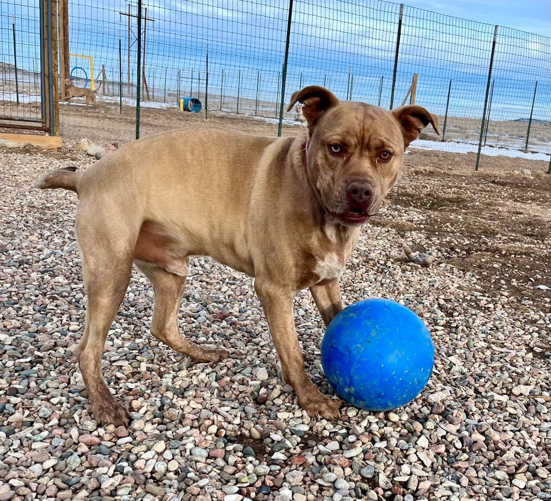 Enlarge Oliver, a Adoptable mixed breed in RYE, CO image 6/6