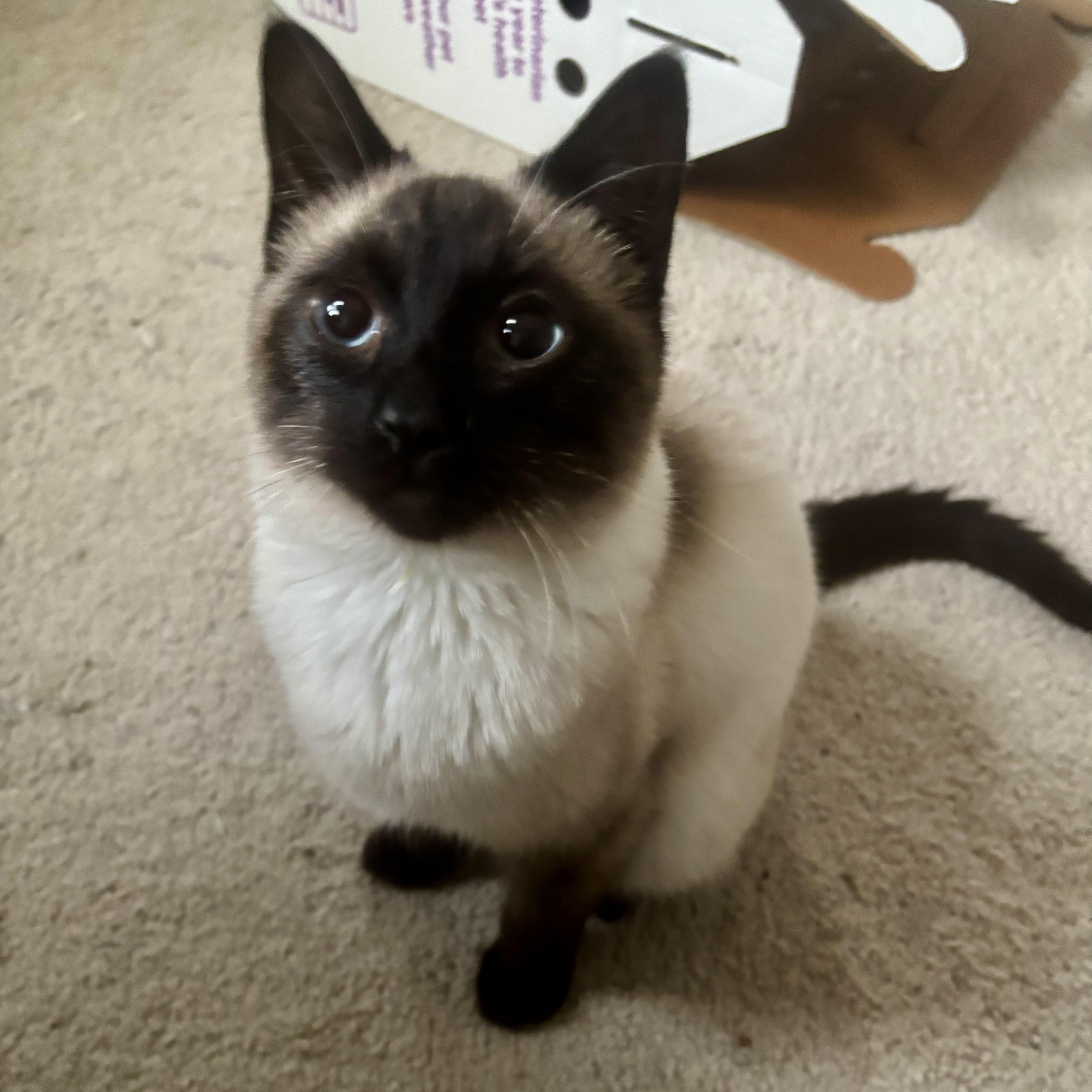 Imagine, adopted, Young Male Siamese.