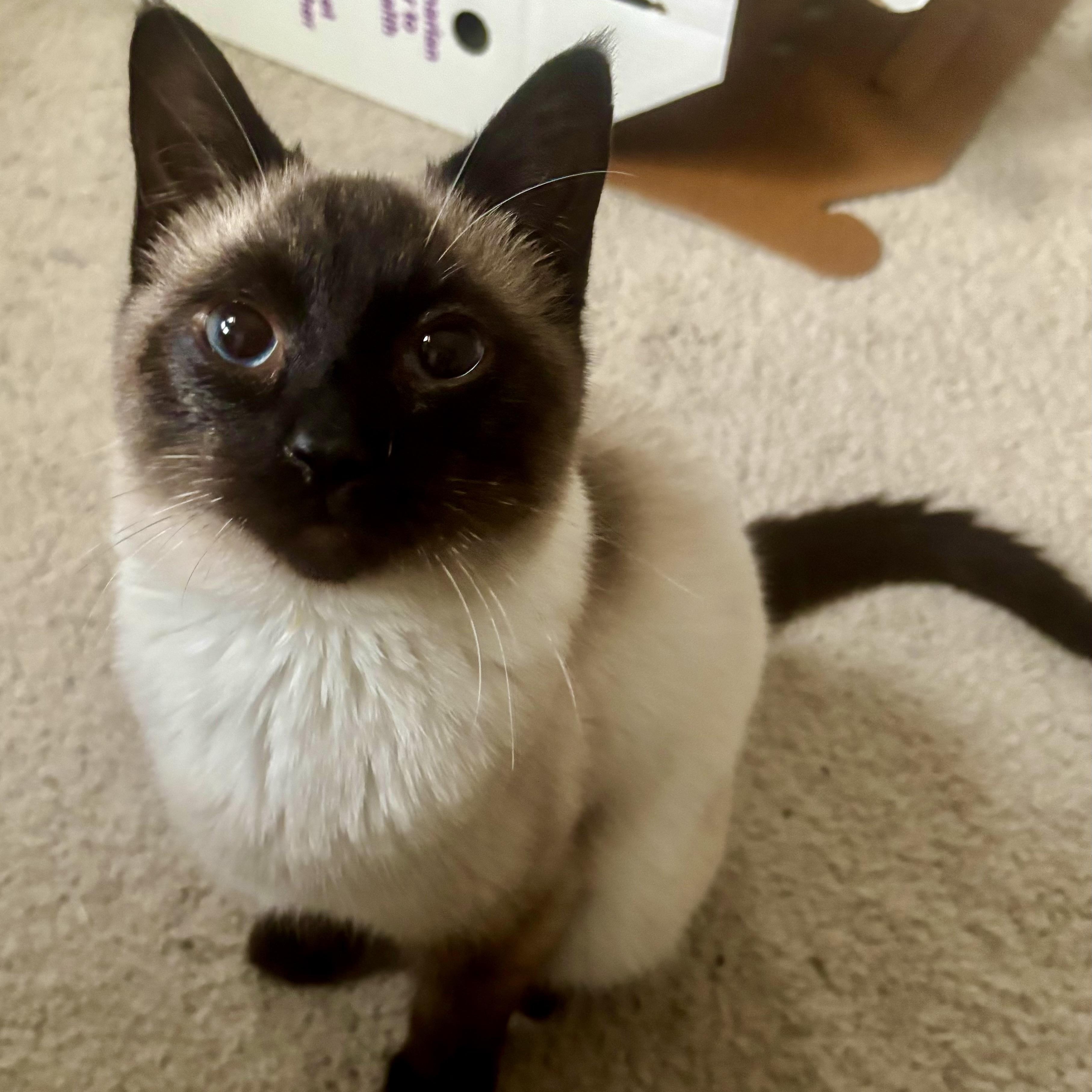 Enlarge Imagine, an adopted Siamese in Richmond, VA image 2/2