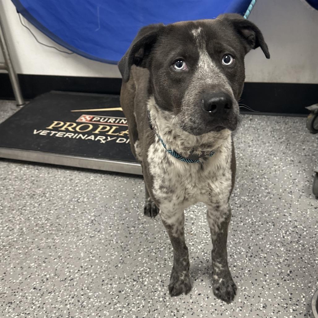 Tucker, Adoptable, Adult Male Australian Cattle Dog / Blue Heeler.