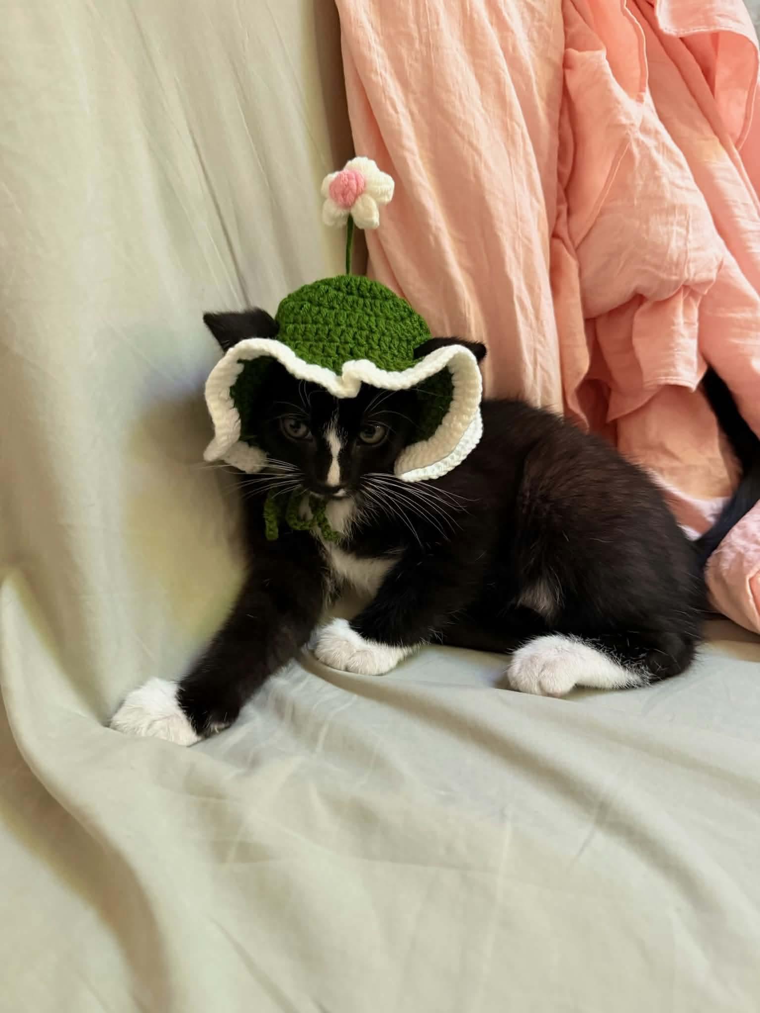 Dax, a ADOPTABLE Domestic Short Hair in Gladstone, OR image 1/3
