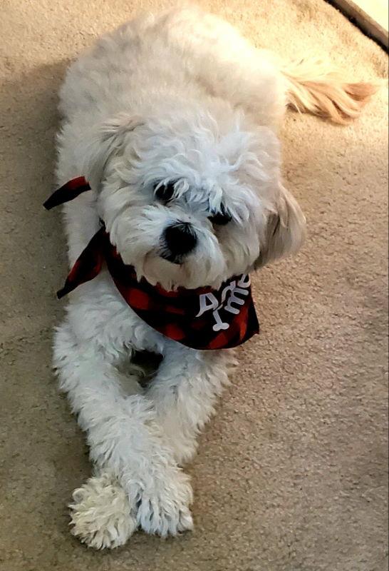 Newton, Adoptable, Young Male Lhasa Apso & Bichon Frise.