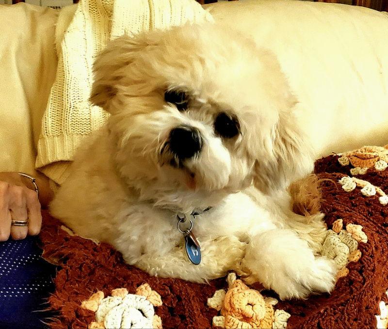 Newton, a Adoptable mixed breed in Rockville, MD image 2/3