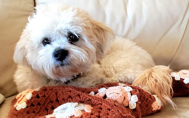 Newton, a Adoptable mixed breed in Rockville, MD image 3/3