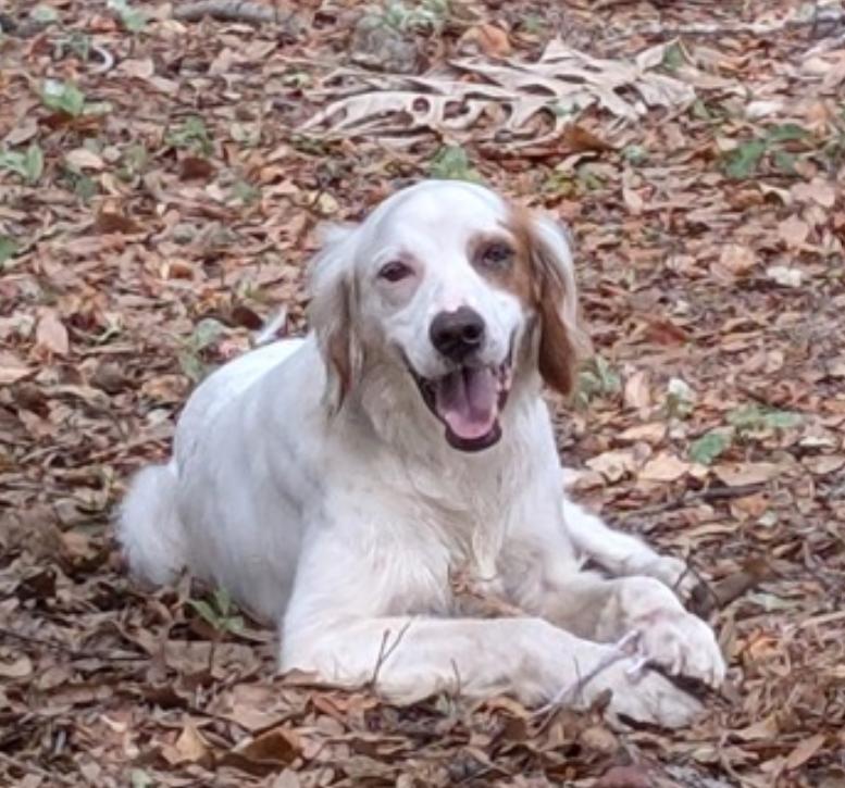 Remington, ADOPTABLE, Senior Male Setter & Brittany Spaniel.