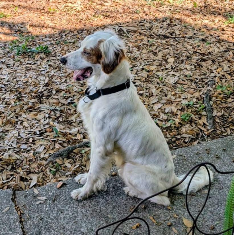 Remington, a ADOPTABLE mixed breed in Tampa, FL image 2/2