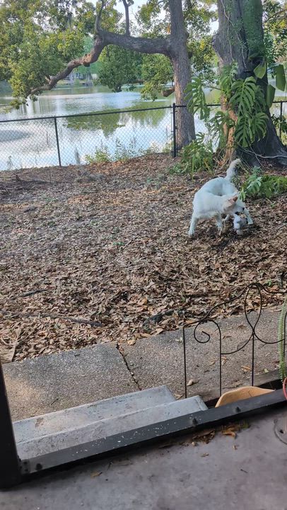 Enlarge Remington, a ADOPTABLE mixed breed in Tampa, FL video 4/4