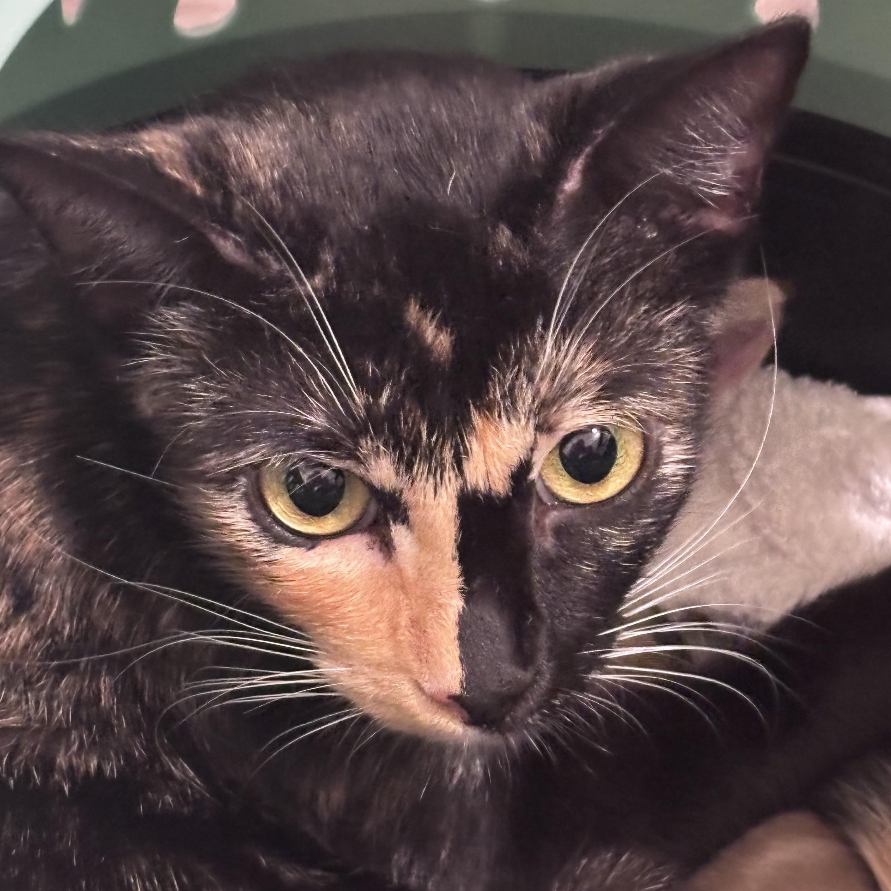 Enlarge Harper, a Adoptable mixed breed in NOTTINGHAM, MD image 5/5