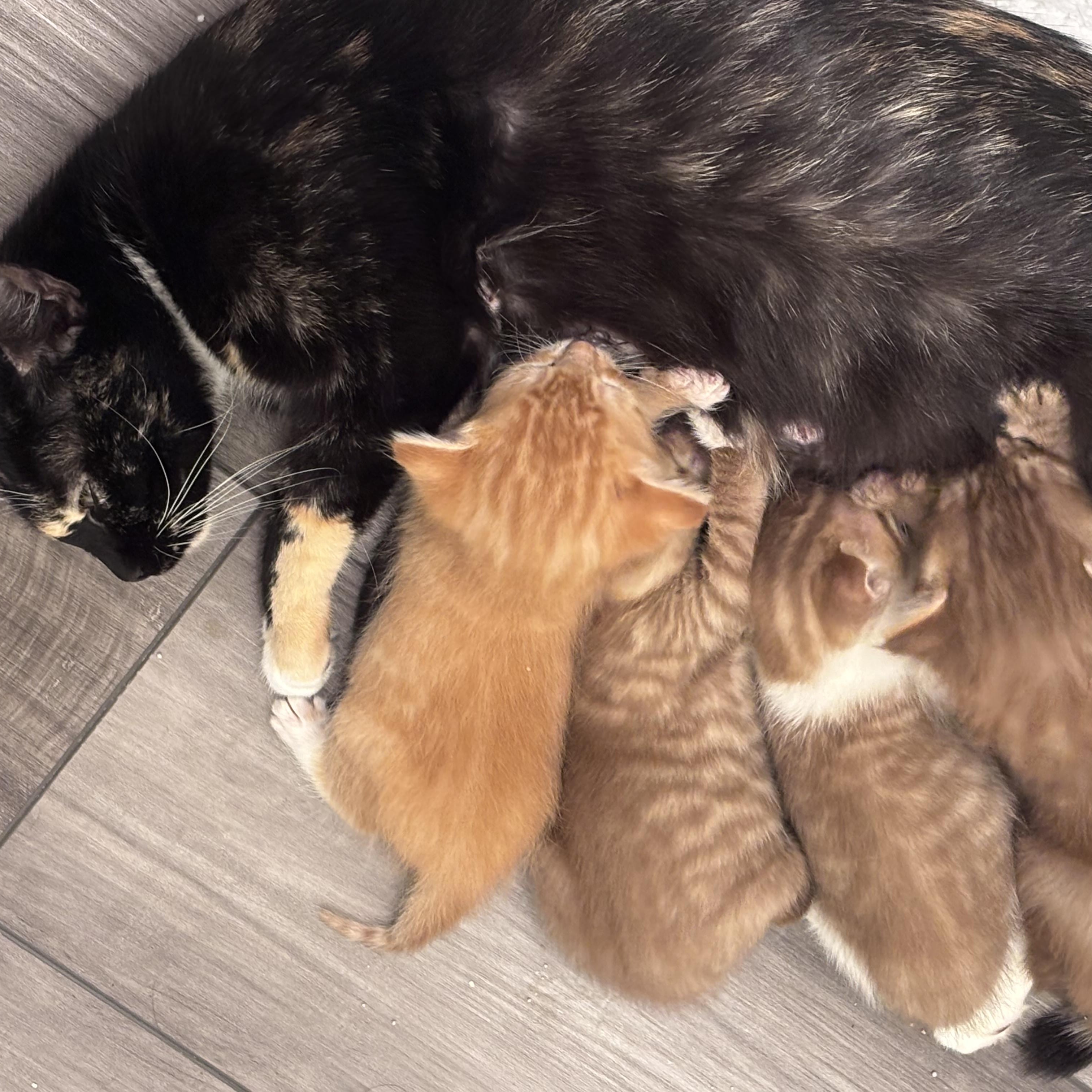 Enlarge Harper, a Adoptable mixed breed in NOTTINGHAM, MD image 4/5