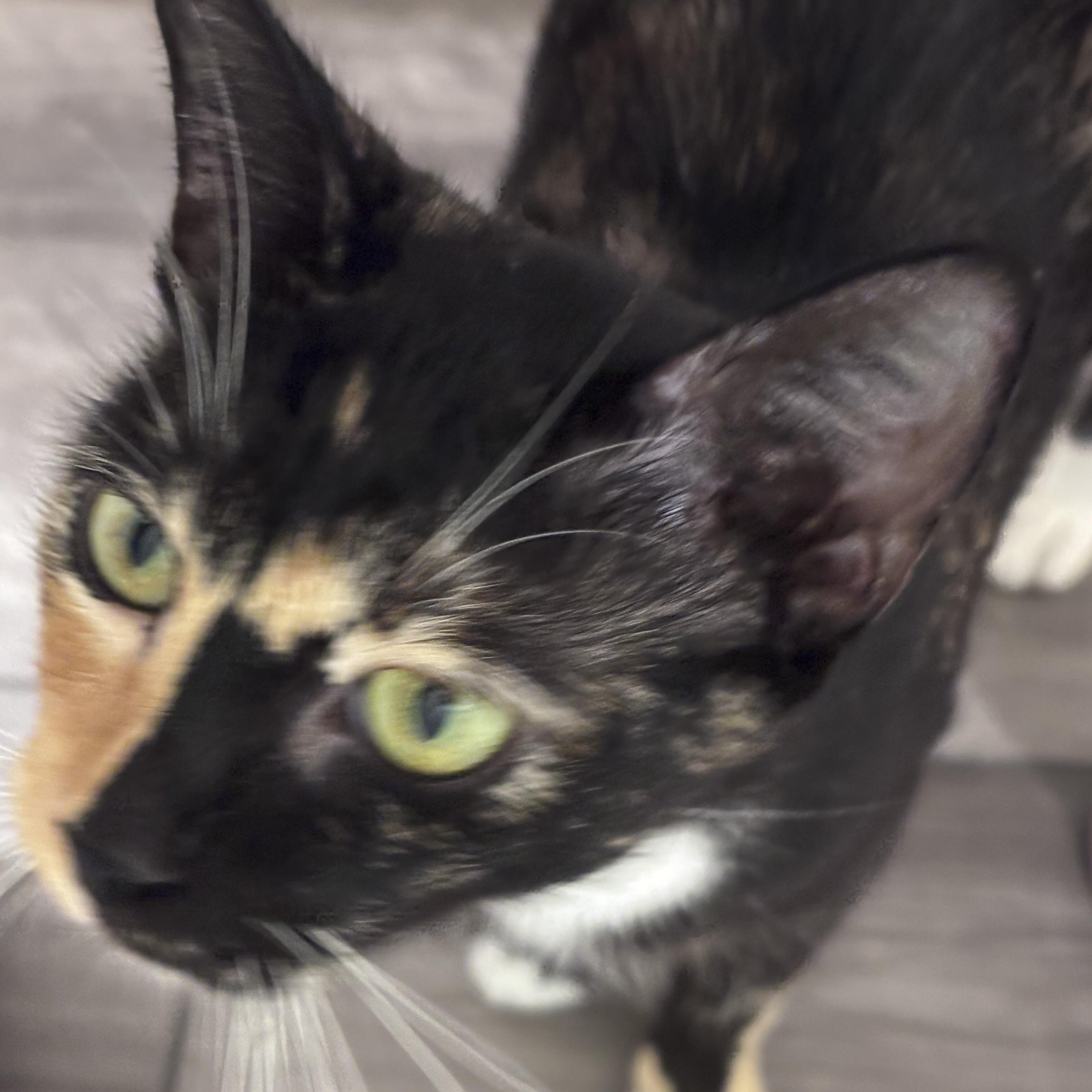 Enlarge Harper, a Adoptable mixed breed in NOTTINGHAM, MD image 1/5